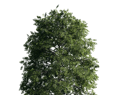 景观树木：白栎三维模型plant-32