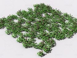 三叶草植物C4D模型 pattern_clover-3