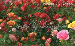 玫瑰花3D模型 3DMentor HD Flowers 1: ROSES – FULL MAX format