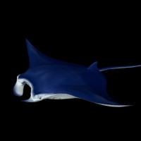 海洋鱼模型：蝠鲼3D模型 Manta