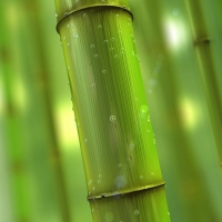 竹子C4D模型 Bamboo 3d model