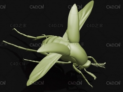 花蚤科 昆虫甲虫C4D模型 Mordellidae