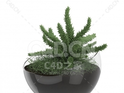 C4D若绿南洋杉办公室客厅盆栽绿植模型