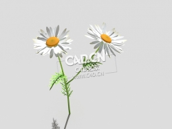 春黄菊甘菊花植物C4D模型 camomile-d 3d model