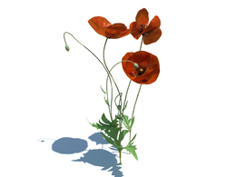 虞美人植物杂草模型下载Papaver rhoeas v2