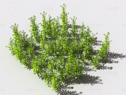 花纹猪殃殃草植物C4D模型 pattern_bedstraw-1