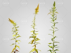 秋麒麟花秋麒麟草C4D模型 Solidago 3d model