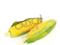 新鲜的玉米棒带皮的糯玉米C4D模型 Corn
