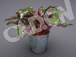 C4D秋海棠花卉盆景模型 Begonia Rex