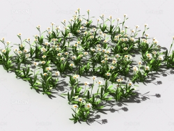 雏菊植物C4D模型 pattern_daisy-def-1