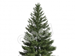 C4D德国云杉欧洲云杉北罗汉松松树模型 Picea abies 3d model