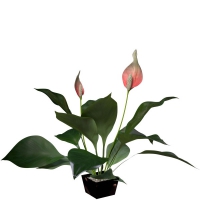 日本白鹤芋/白掌C4D模型 Peace Lily