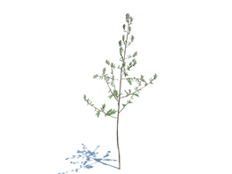 艾草蒿草植物杂草模型下载Artemisia Vulgaris v1