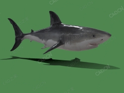 鲨鱼 swimming-shark
