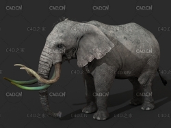 大象 野象 非洲象 非洲森林象 亚洲象C4D模型 elephant