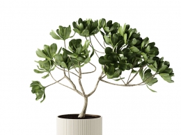 Kristina Dam Studio品牌特大号赤陶碗带植物3D模型素材下载Terracotta Bowl X-Large w