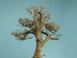 枯枝剥皮老树景观树Dead Bonsai 02