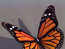 蝴蝶3D模型 Butterfly