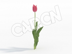 C4D粉红色郁金香模型 Tulipa_F
