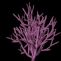 紫珊瑚树C4D模型 Coral tree