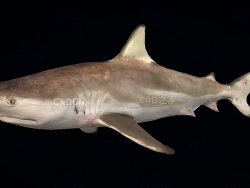 鲨鱼动画C4D模型 shark 3d model