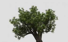 山龙眼树C4D模型 Saw Banksia
