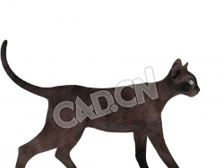 行走的宠物猫哈瓦那棕猫C4D模型