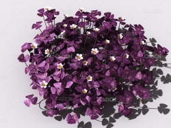 酸浆草酸酸草斑鸠酸三叶酸酸咪咪钩钩草植物C4D模型 oxalis-d4