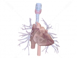 心脏 Heart, valves and auscultation sites