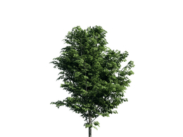 景观树木：菩提树三维模型plant-42