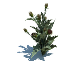 毛蓟c4d植物杂草模型下载onopordum acanthium L v3