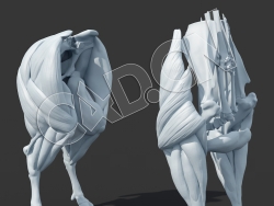 C4D黄牛前后腿肌肉模型 LEGS subd2 legsONLY