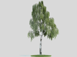 桦木 景观树 白桦树C4D模型 Betula 3d model
