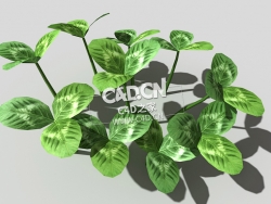 三叶草植物C4D模型 clover-d2 3d model