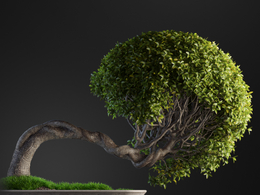 黄金垂榕观叶盆景c4d模型下载