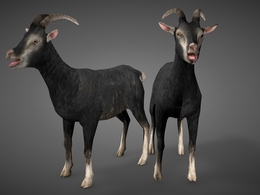 黑色小尾山羊C4D模型 sheep 3d model