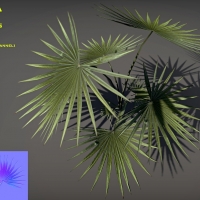植物模型-蒲葵：Free Parviflora pack