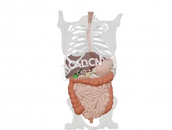 胃肠道C4D模型 Gastrointestinal tract