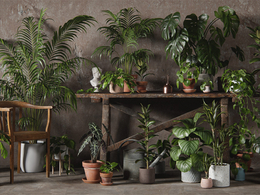 48个景观盆栽绿植模型 3DCollective – Interior Plants Pack 01 (3DS MAX/OBJ格式)