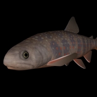 海洋鱼模型：虹鳟鱼3D模型 Rainbow Trout