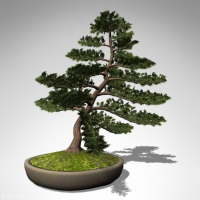 松树/柏树C4D模型 Hinoki False Cypress