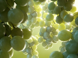 C4D照片级无偏差渲染器 Corona Renderer for C4D Alpha 6 RC2