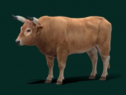 高精度低多边形公牛3D模型资源支持多格式导入附带PBR贴图材质及基础动画适用于多平台开发ox-bull-animal-low-poly