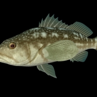 海洋鱼模型：云纹石斑鱼3D模型 Kelp Bass