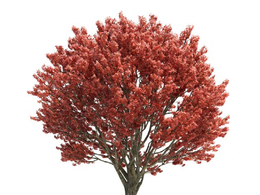 景观树 红叶树 槭树 血皮槭C4D模型 acer griseum