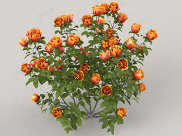 橙黄色月季C4D模型Orange Roses - 0.42 m