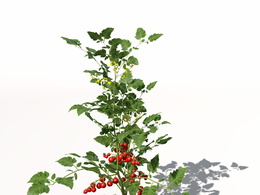 小西红柿C4D模型 Cherry Tomato 3d model