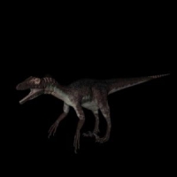 恐龙模型：尤他龙3D模型 Utahraptor