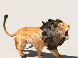 C4D公狮子雄狮模型（包含骨骼绑定动画) Lion_SK_TOM 3D Model