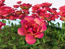 红玫瑰花C4D模型 Roses Red
